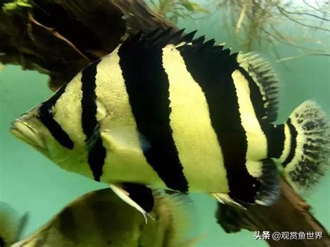 虎魚飼養|魚友經驗總結：虎魚飼養治療及挑選